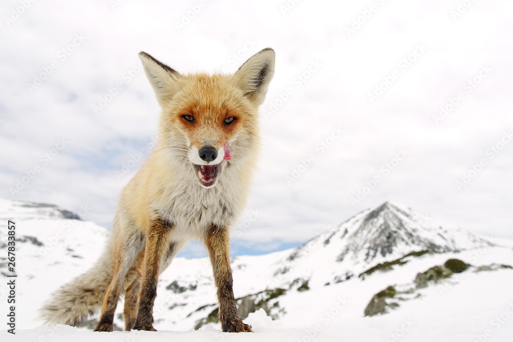 Wild fox in natural winter habitat