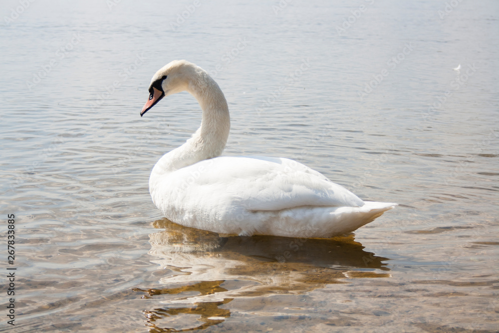  Swans on a pond swimming near the shore