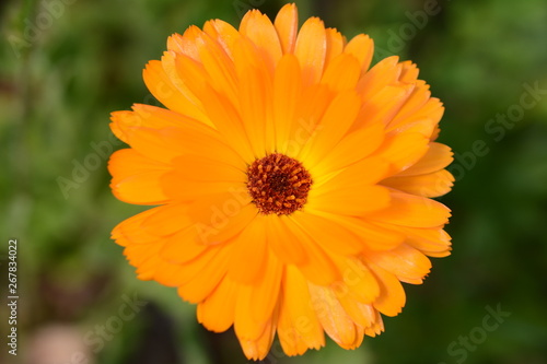 Ringelblume Calendula Bl  te Blume Fr  hling Bl  hen Orange Gelb Warm Sommer Makro Naturstimmung Bokeh offenblende