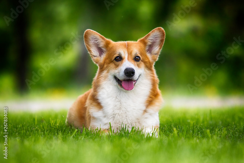 Quadro su tela welsh corgi dog lying in the green grass