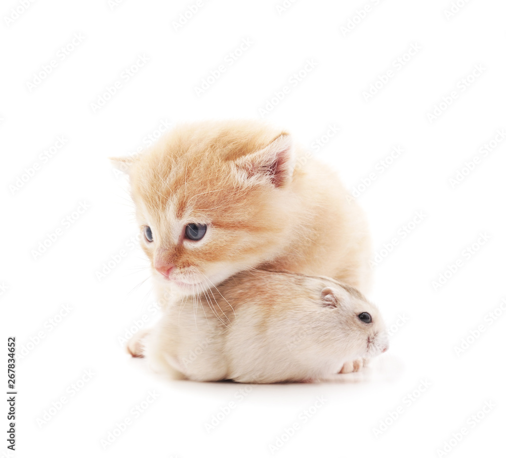 Little cat and hamster. Little cat and hamster.