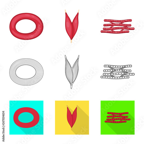 Vector illustration of fiber and muscular symbol. Set of fiber and body  stock symbol for web.