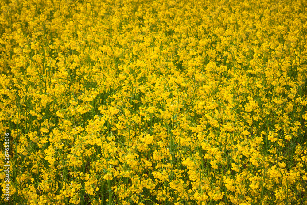 Yellow field rapeseed in bloom Yellow field rapeseed in bloom