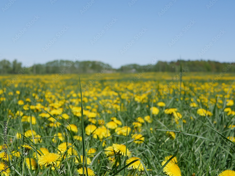 Fototapeta premium Blumenwiese