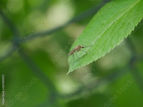 Mücke auf Blatt © Tim
