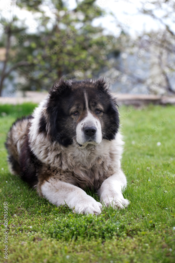 Fototapeta premium Fluffy Caucasian shepherd dog is lying on a green grass