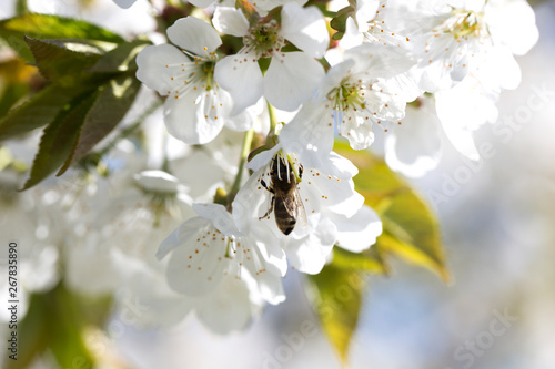 bee on a white flower on a tree.