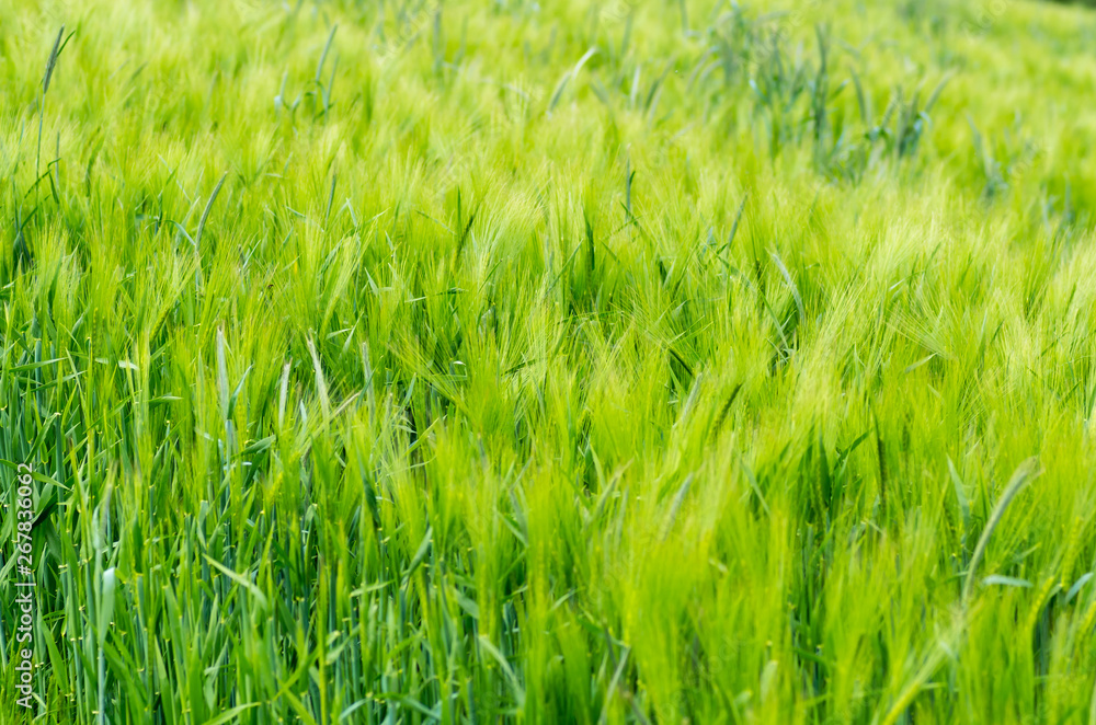 Obraz premium Green barley field in Spring, selective Focus