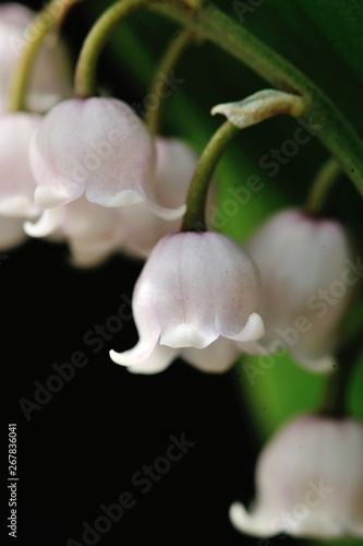 ピンクスズランの花