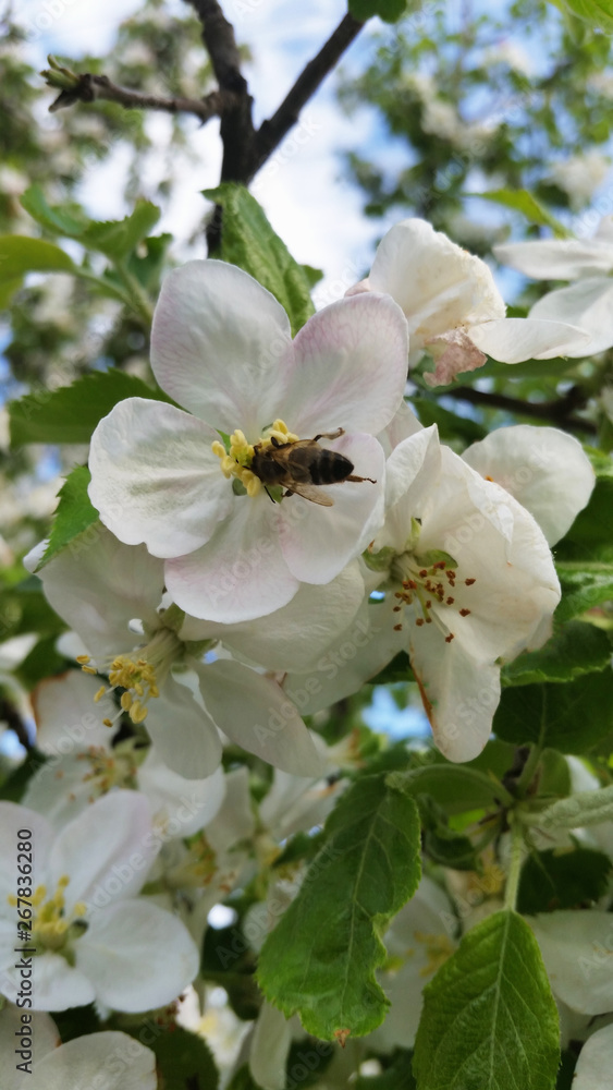 Apple blossoms. Apple tree branch with flowers in spring. Apple flowers with bee. Apple blossoms. Apple tree branch with flowers in spring. Apple flowers with bee.