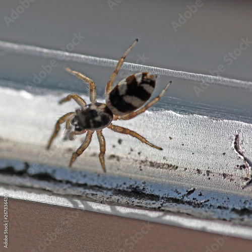 Springspinne photo