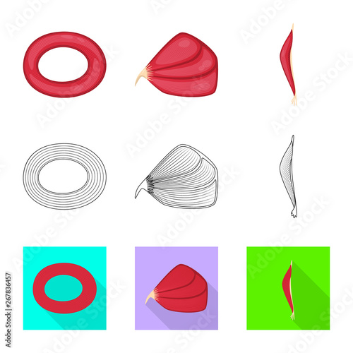Vector design of fiber and muscular sign. Set of fiber and body  vector icon for stock.