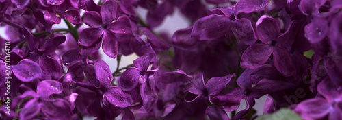  image of spring lilac violet flowers, abstract soft focus floral background