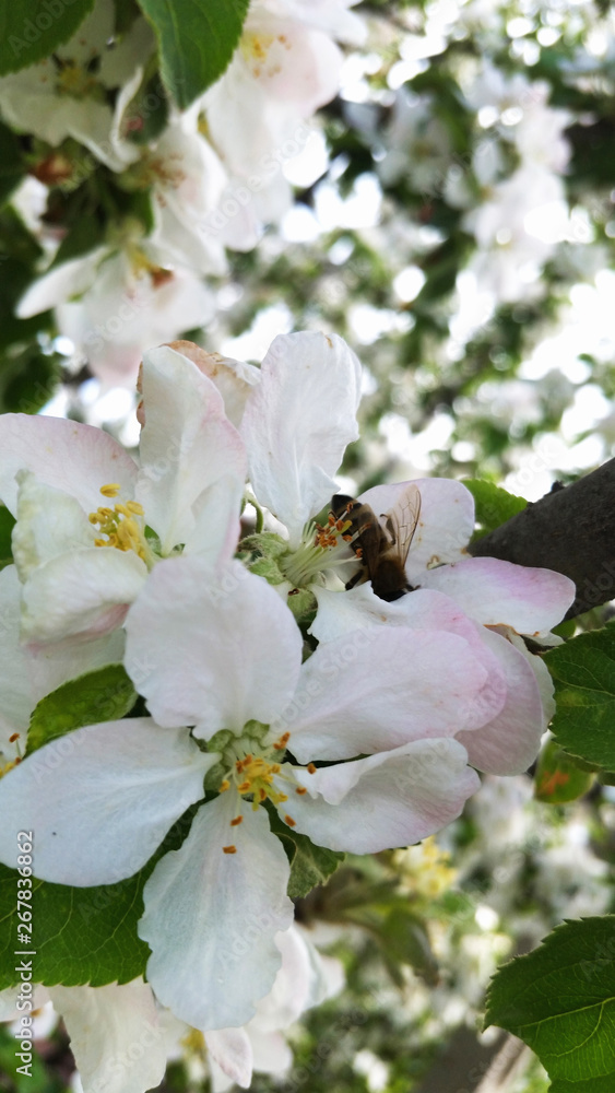 Obraz premium Apple blossoms. Apple tree branch with flowers in spring. Apple flowers with bee.