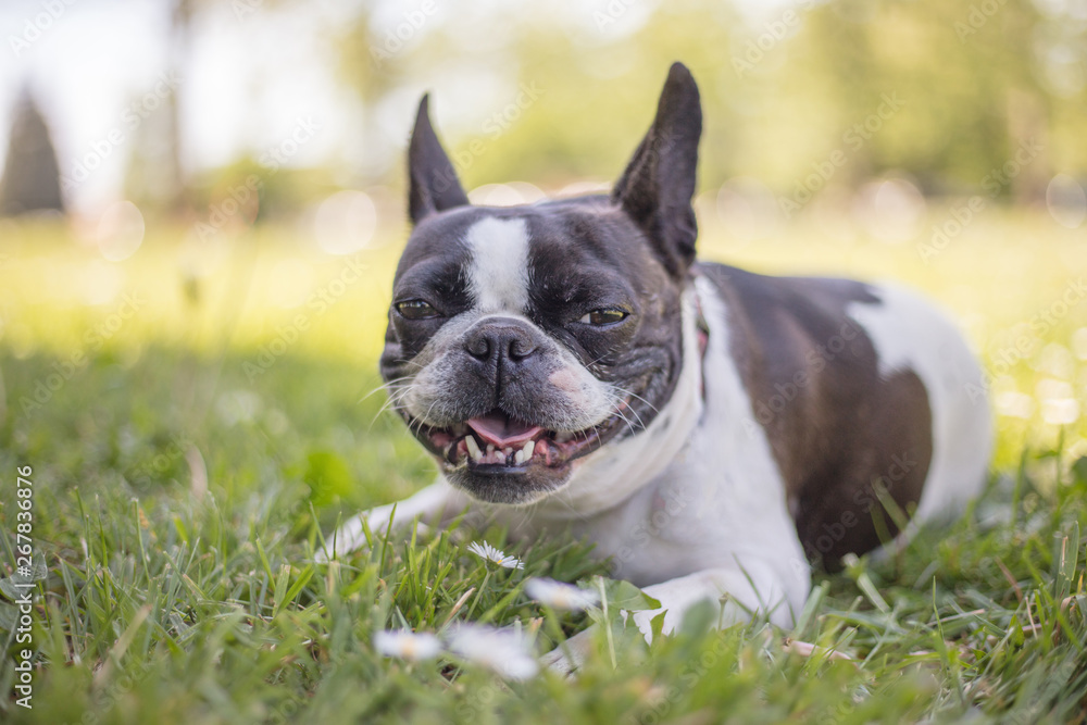French bull and boston terrier mix dog