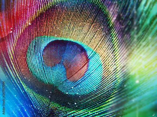 Colorful peacock feather