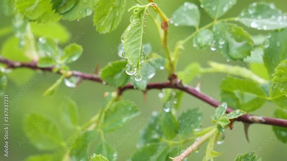 Green leaf with raindrops in the summer in nature develops in the wind Green leaf with raindrops in the summer in nature develops in the wind