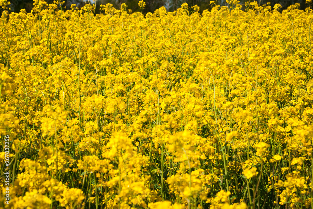 Obraz premium Yellow field rapeseed in bloom