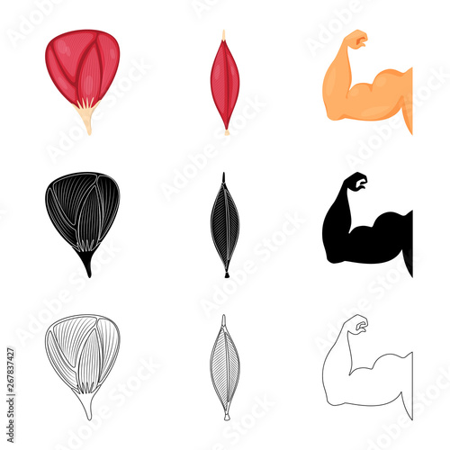 Vector design of fiber and muscular symbol. Collection of fiber and body  stock symbol for web.