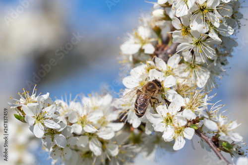 Honey bee collecting pollen from flowers. Spring nature. Bee collects nectar from the white flowers.