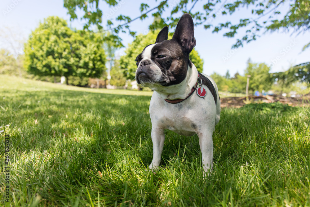 French bull and boston terrier mix dog French bull and boston terrier mix dog