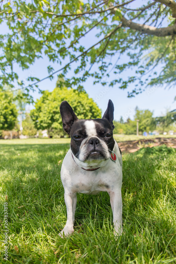 French bull and boston terrier mix dog French bull and boston terrier mix dog