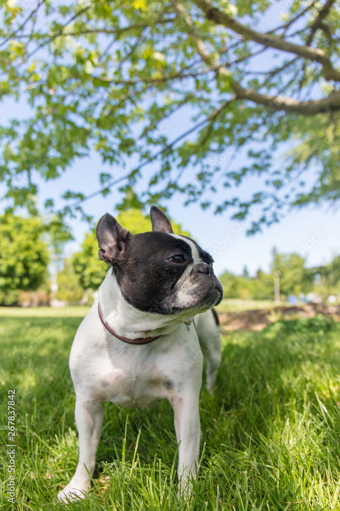 French bull and boston terrier mix dog