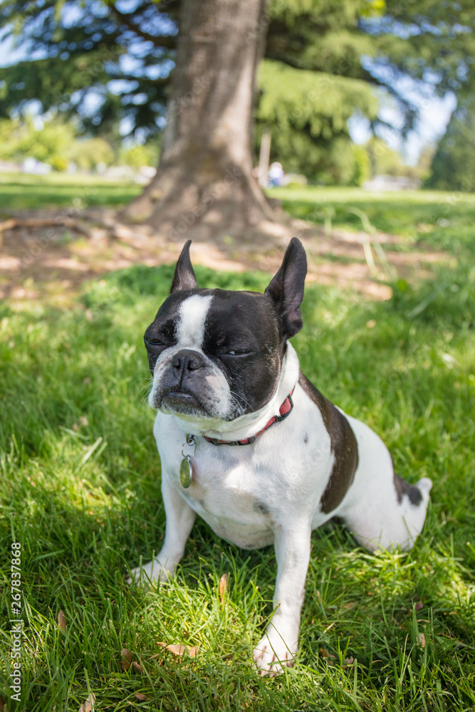 French bull and boston terrier mix dog