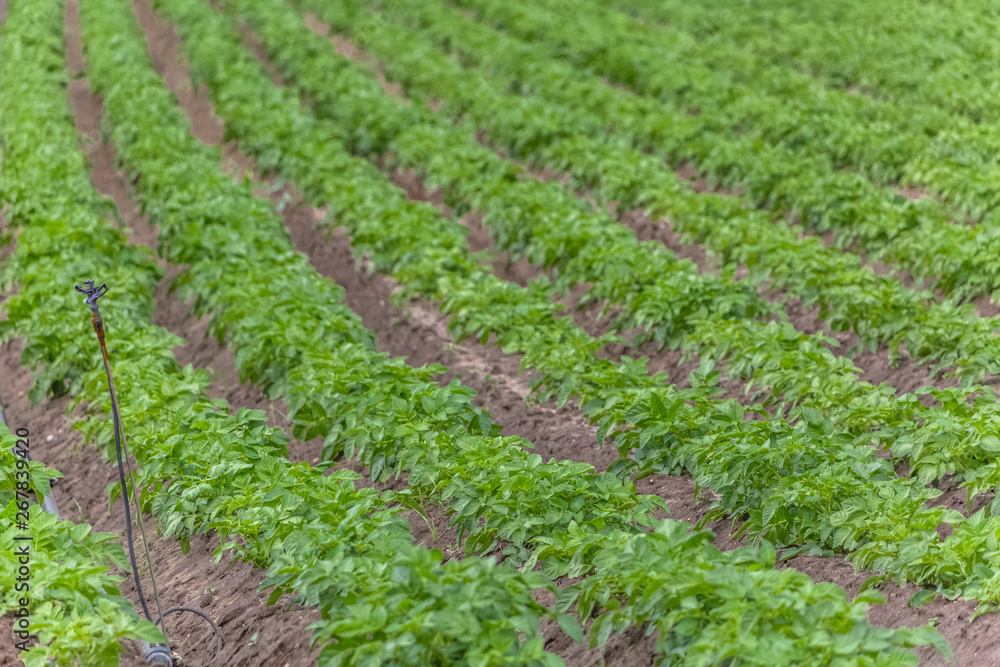 View of agricultural field with potato cultivation, organic farming View of agricultural field with potato cultivation, organic farming