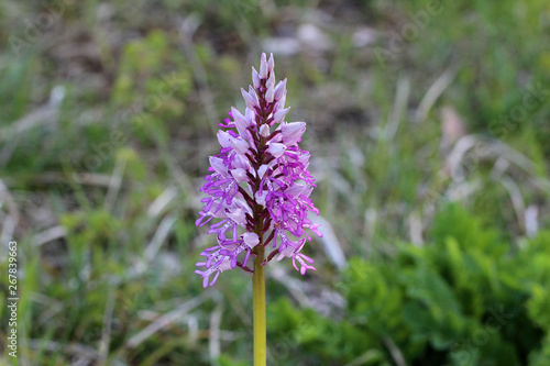 Wild orchids bloom in spring in Germany