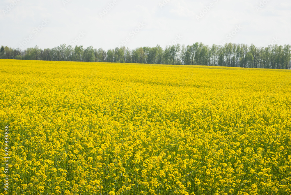 Yellow field rapeseed in bloom