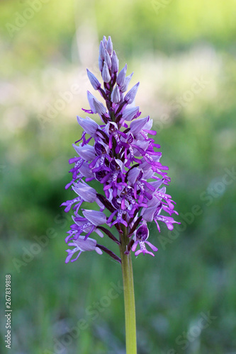 Wild orchids bloom in spring in Germany