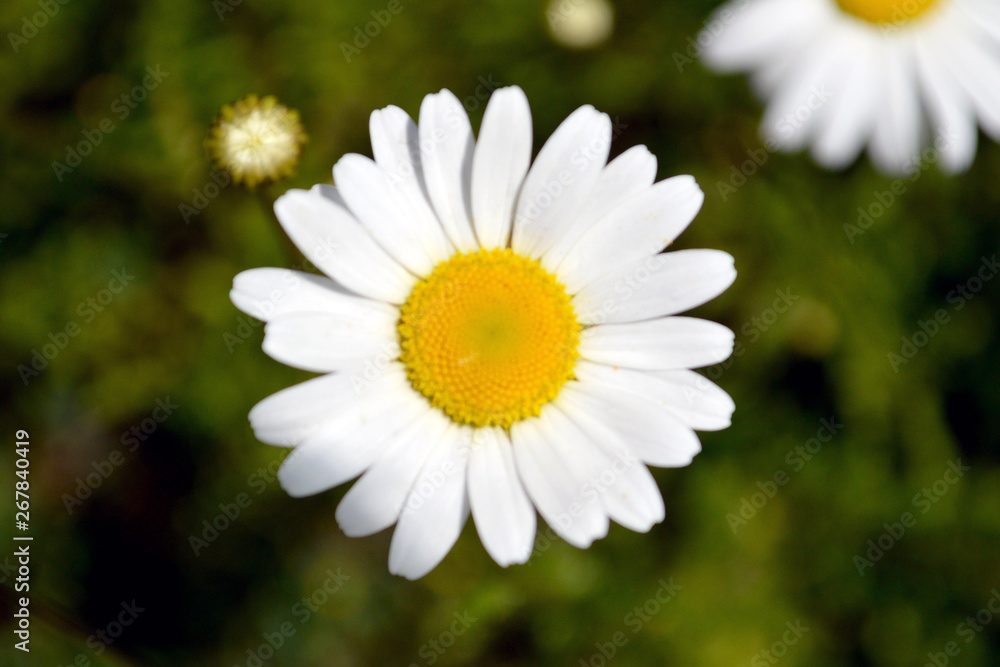 Matricaria Chamomile Flower. Nature, outdoor Matricaria Chamomile Flower. Nature, outdoor