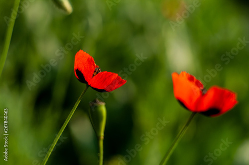 Wild Poppy flower with blur green grass background
