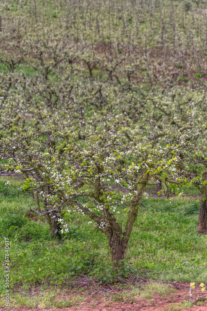 View of orchard with flowering apple trees, organic agriculture