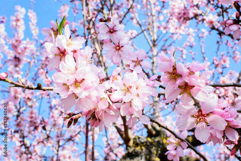 Branch of the almondtree blooming in spring.