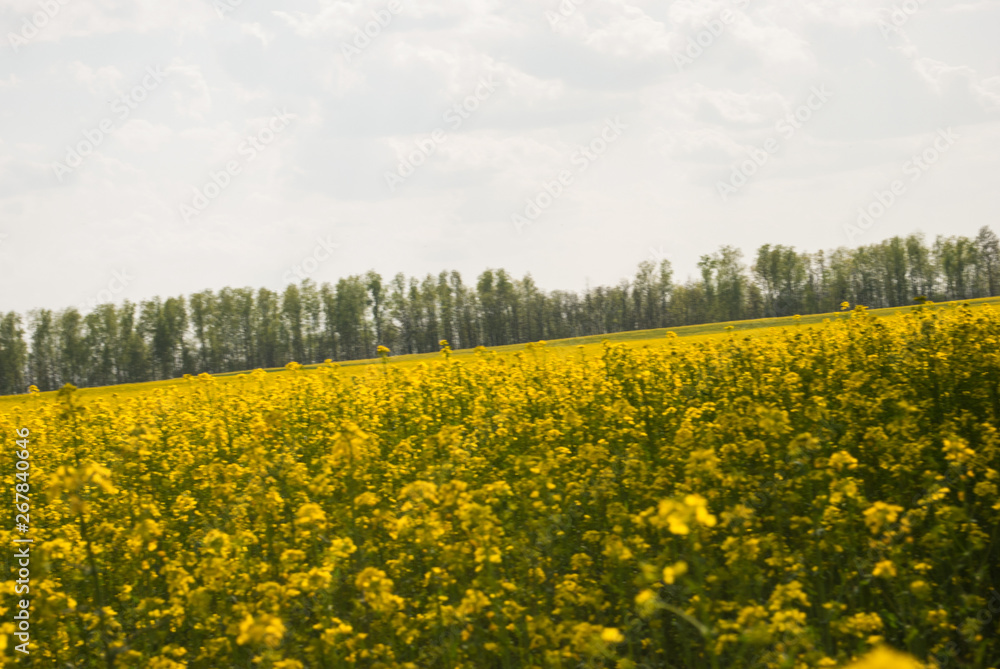 Yellow field rapeseed in bloom Yellow field rapeseed in bloom