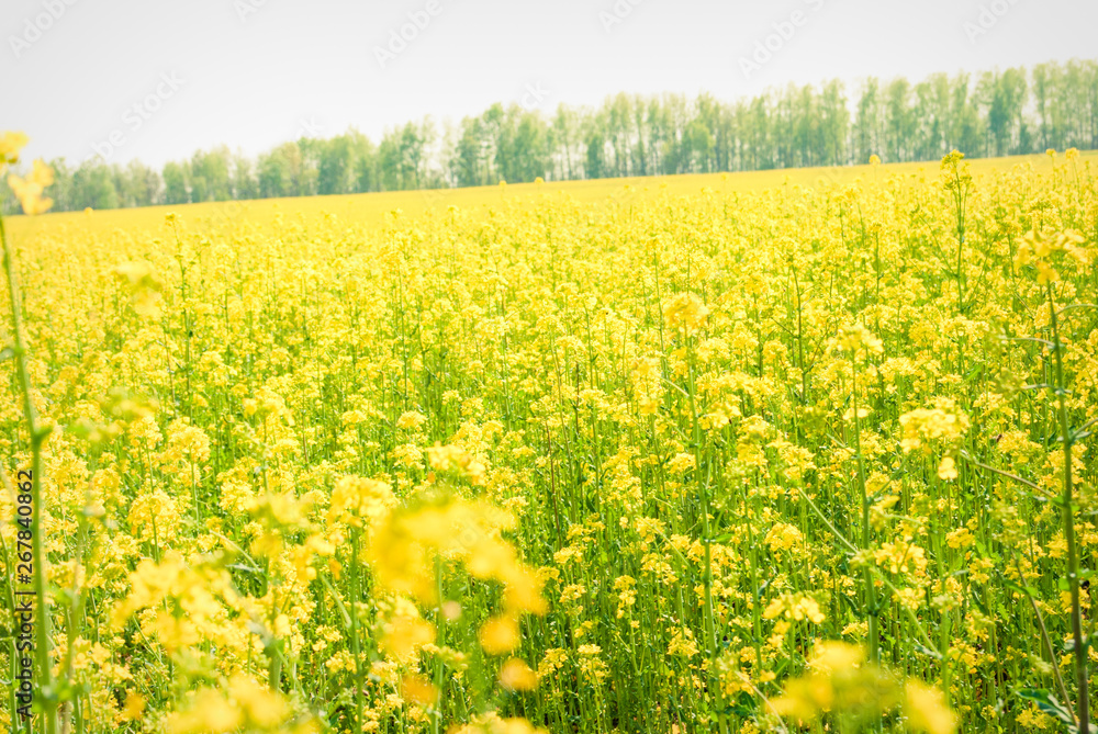 Obraz premium Yellow field rapeseed in bloom