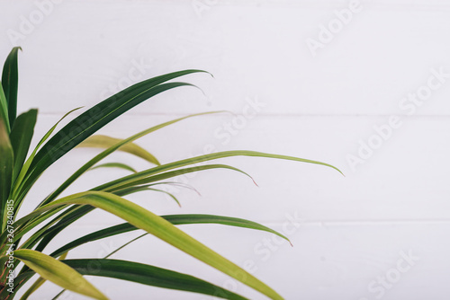 A branch of palm tree in a round glass vase on a white background