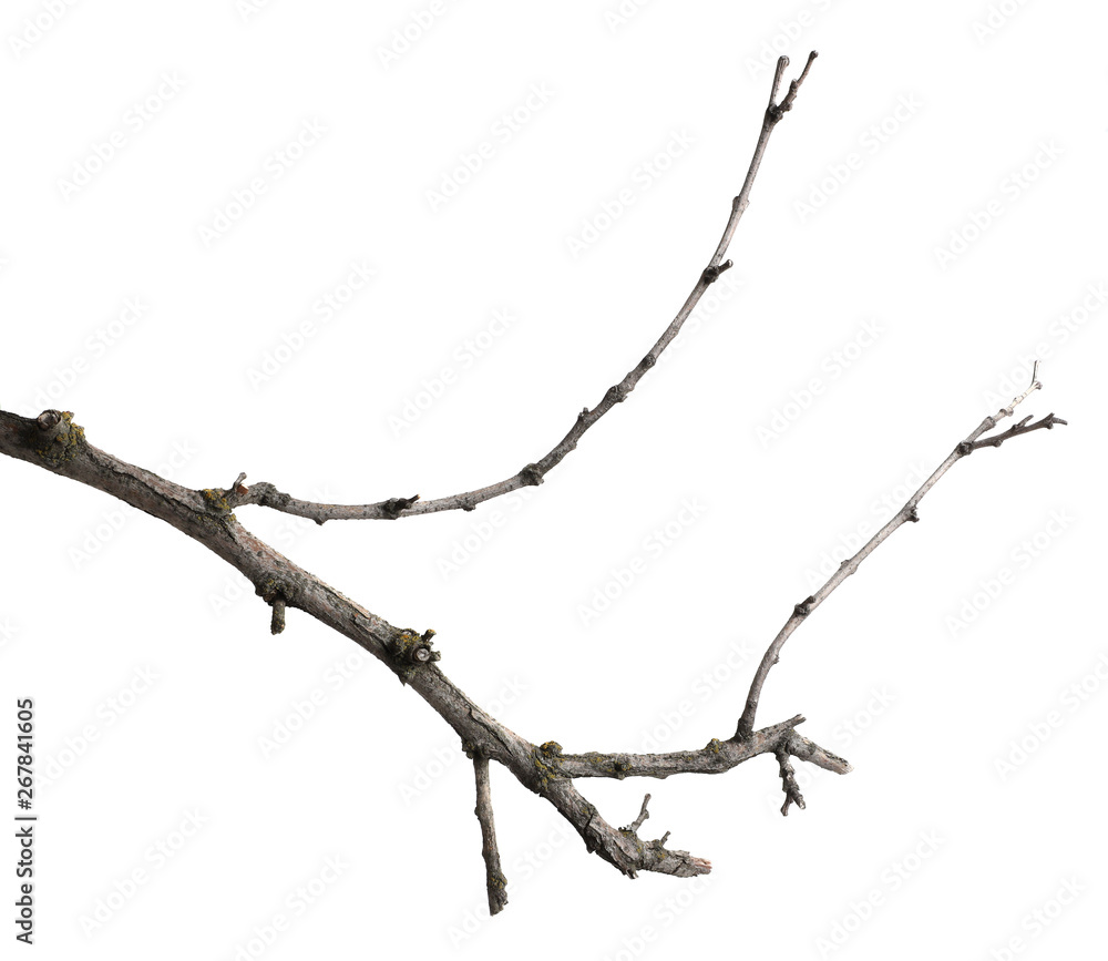 dry cracked tree branch. isolated on white background dry cracked tree branch. isolated on white background