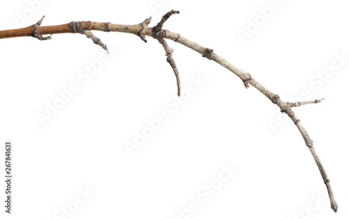 dry cracked tree branch. isolated on white background
