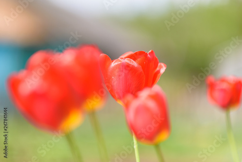 Tulip in a meadow in the grass on a sunny summer day. Photographed close up.