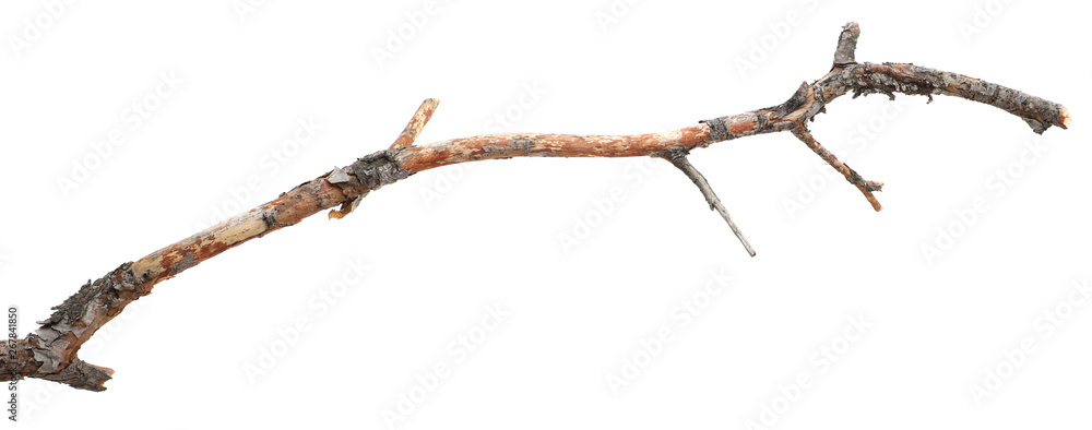 Fototapeta premium dry cracked tree branch without bark. isolated on white background
