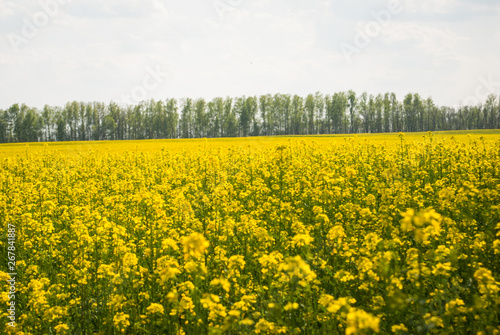 Yellow field rapeseed in bloom