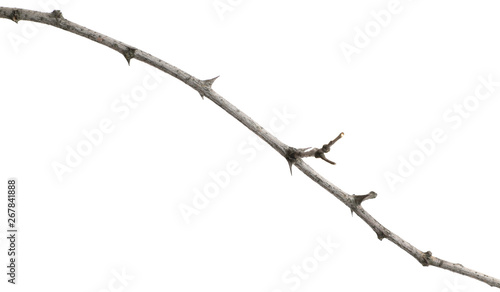 dry branch of an acacia tree with thorns. isolated on white background