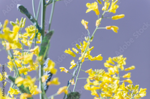 Yellow flowers of an organic heirloom Tuscan kale in bloom, edible plant growing in a pot on a balcony as a part of family urban gardening project on a spring summer day in Trento, Italy