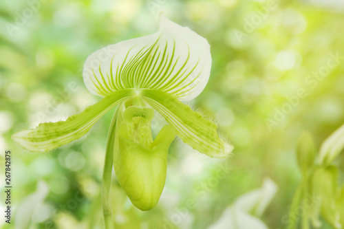 Green Paphiopedilum Maudiae, Lady's Slipper Orchid Flower on Blurred Greenery Natural Background photo