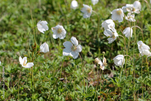 White wood anemone flowers  as a first sign of spring in the forest.