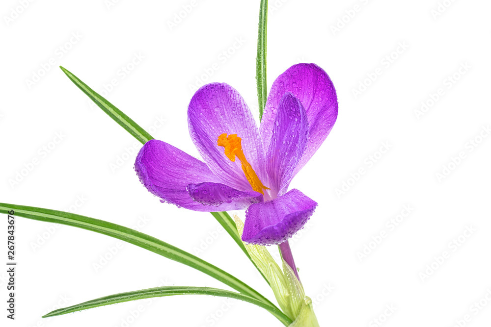 Crocus flower with water drops on a white background. Purple spring crocus flower.