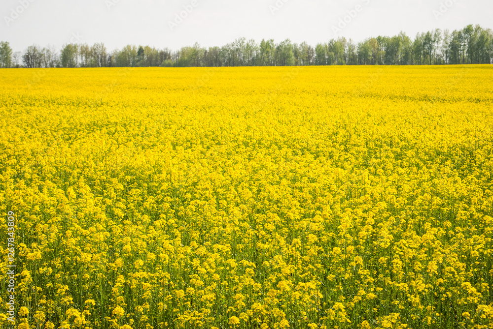 Yellow field rapeseed in bloom